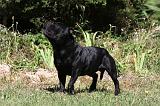 STAFFIE 368